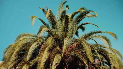 Video - Close ip of fresh green palm leaves swaying gently in daylight