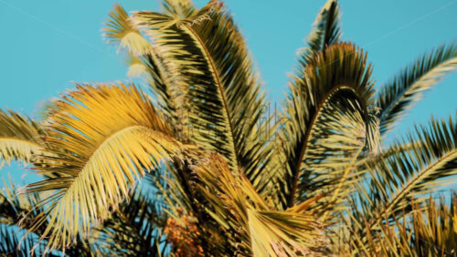 Video - Close ip of fresh green palm leaves swaying gently in daylight