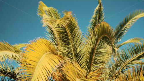 Video - Close ip of fresh green palm leaves swaying gently in daylight