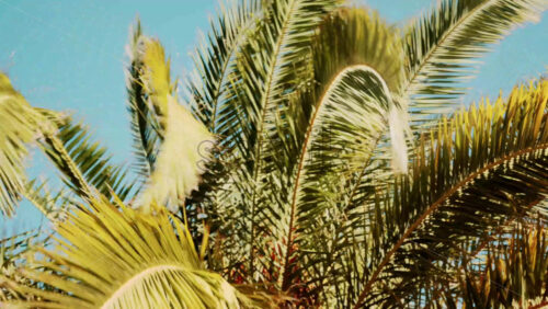 Video - Close ip of fresh green palm leaves swaying gently in daylight