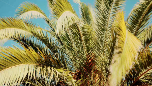 Video - Close ip of fresh green palm leaves swaying gently in daylight