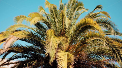 Video - Close ip of fresh green palm leaves swaying gently in daylight