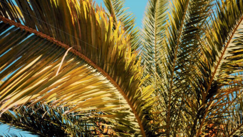 Video - Close ip of fresh green palm leaves swaying gently in daylight