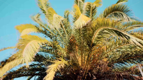 Video - Close ip of fresh green palm leaves swaying gently in daylight