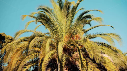 Video - Close ip of fresh green palm leaves swaying gently in daylight