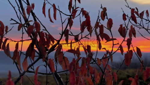 Video – Aerial drone view of a leafless tree silhouetted against a vivid orange and purple sunset sky in rural Moldova - Starpik Stock