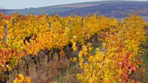 Video - Close up of yellow vineyard leaves in Moldova, moving gently in the autumn breeze