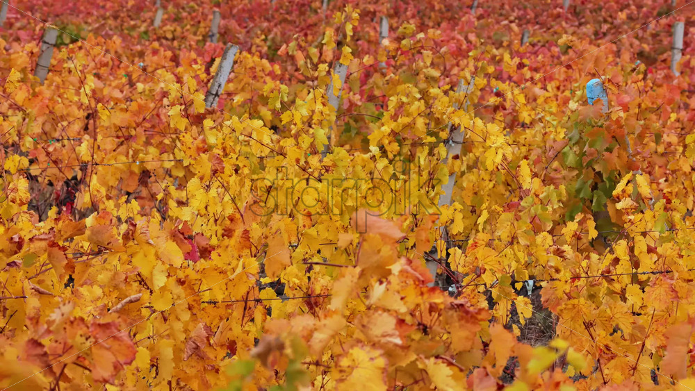 Video - Close up of yellow vineyard leaves in Moldova, moving gently in the autumn breeze