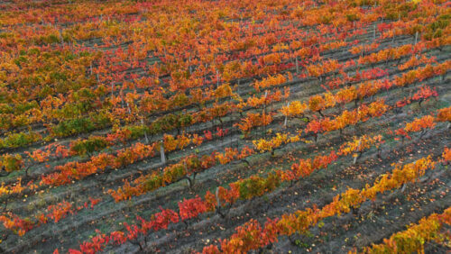 Video - Aerial drone view of a colorful vineyard in Moldova during autumn, with rows of vines displaying vibrant yellow, orange, and red leaves