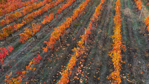 Video - Aerial drone view of a colorful vineyard in Moldova during autumn, with rows of vines displaying vibrant yellow, orange, and red leaves