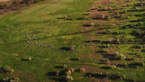 Video - Aerial drone view of a flock of sheep grazing in an open field in rural Moldova