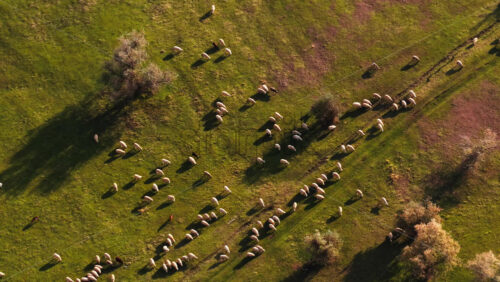 Video - Aerial drone view of a flock of sheep grazing in an open field in rural Moldova