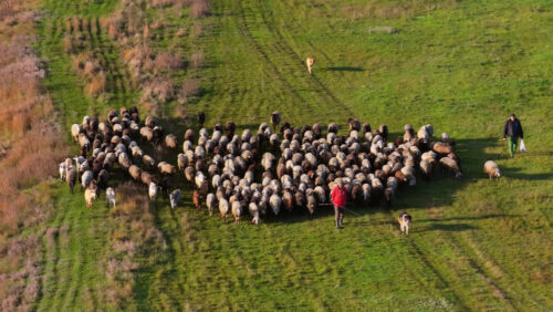 Video - Aerial drone view of shepherds guiding a large flock of sheep through green Moldovan pastures