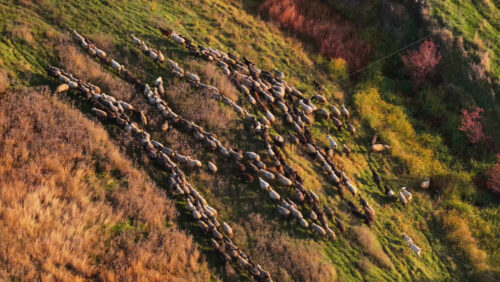 Video - Aerial drone view of a flock of sheep moving across a golden hillside in Moldova during autumn