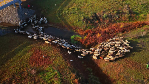 Video - Aerial drone view of a large flock of sheep crossing a shallow stream under a bridge in rural Moldova