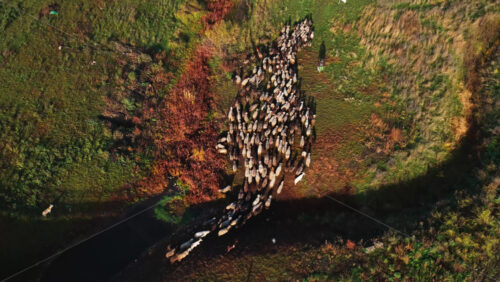 Video - Aerial drone view of a flock of sheep moving across a golden hillside in Moldova during autumn