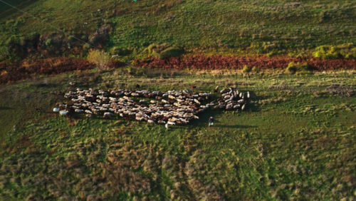 Video - Aerial drone view of a flock of sheep moving across a golden hillside in Moldova during autumn