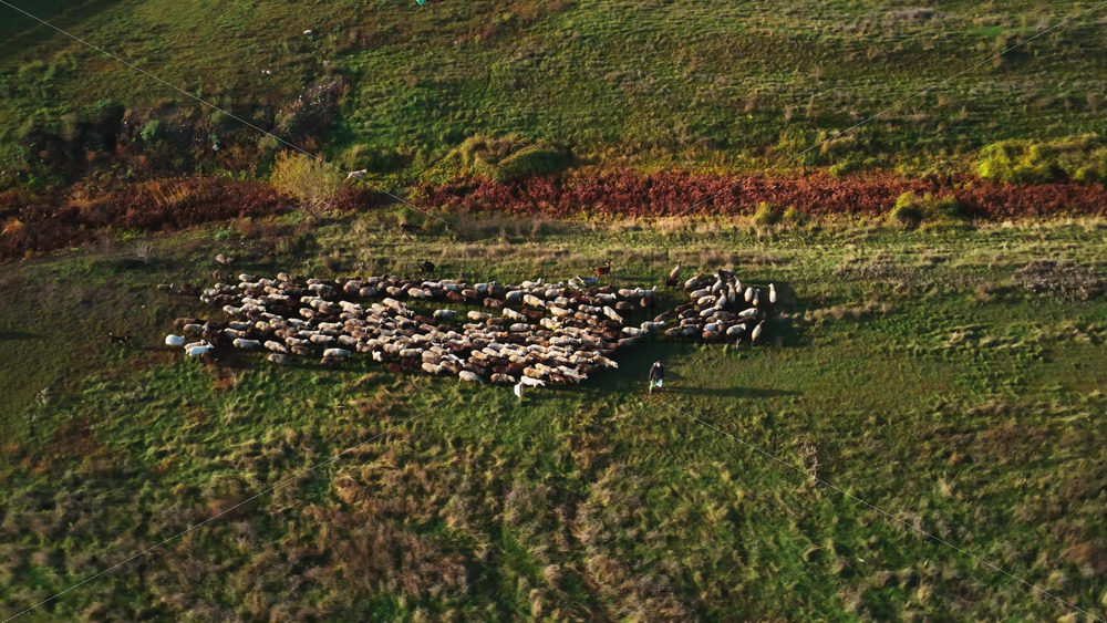 Video - Aerial drone view of a flock of sheep moving across a golden hillside in Moldova during autumn