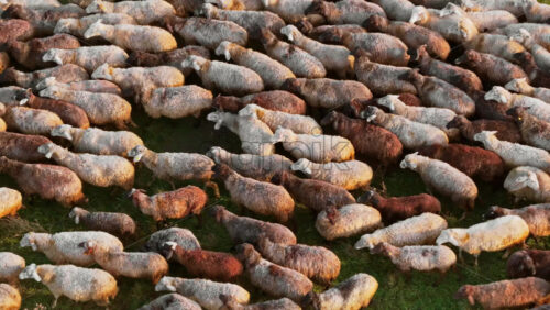 Video - Aerial drone view of a flock of sheep moving across a golden hillside in Moldova during autumn