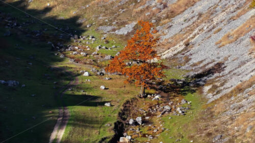 Video - Aerial drone view of a single orange tree standing in a rocky Moldovan valley surrounded by rugged cliffs and sparse vegetation