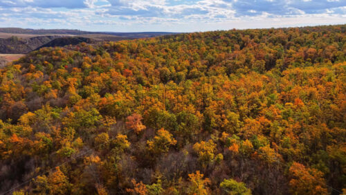 Video - Aerial drone view of dense forest covered in yellow and orange autumn foliage