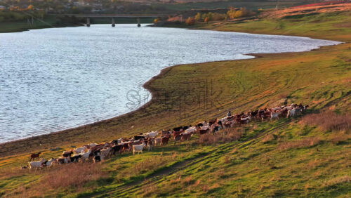 Video - Aerial drone view of a large herd of goats walking along the riverbank during golden hour in rural Moldova