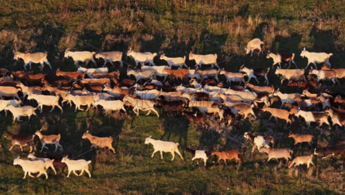Video - Aerial drone view showing a large herd of goats moving together across a field in Moldova during sunset