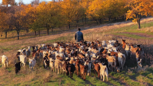 Video - Aerial drone view of a shepherd leading a large herd of goats through an autumn forest in rural Moldova