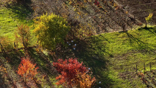Video - Aerial drone view of a colorful Moldovan hillside with vineyards, green fields, and autumn trees in red and yellow tones