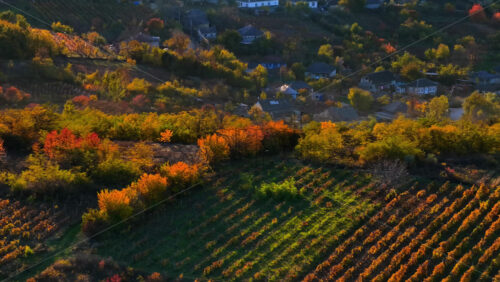 Video - Aerial drone view of dense forest covered in yellow and orange autumn foliage