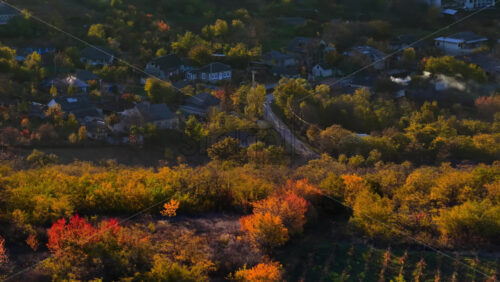 Video - Aerial drone view of dense forest covered in yellow and orange autumn foliage