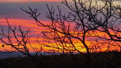 Video - Aerial drone view of a leafless tree silhouetted against a vivid orange and purple sunset sky in rural Moldova