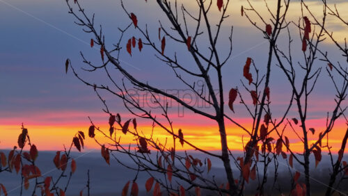 Video - Aerial drone view of a leafless tree silhouetted against a vivid orange and purple sunset sky in rural Moldova
