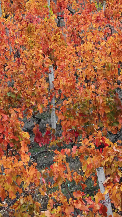 Video - Aerial drone view of a colorful vineyard in Moldova during autumn, with rows of vines displaying vibrant yellow, orange, and red leaves. Vertical