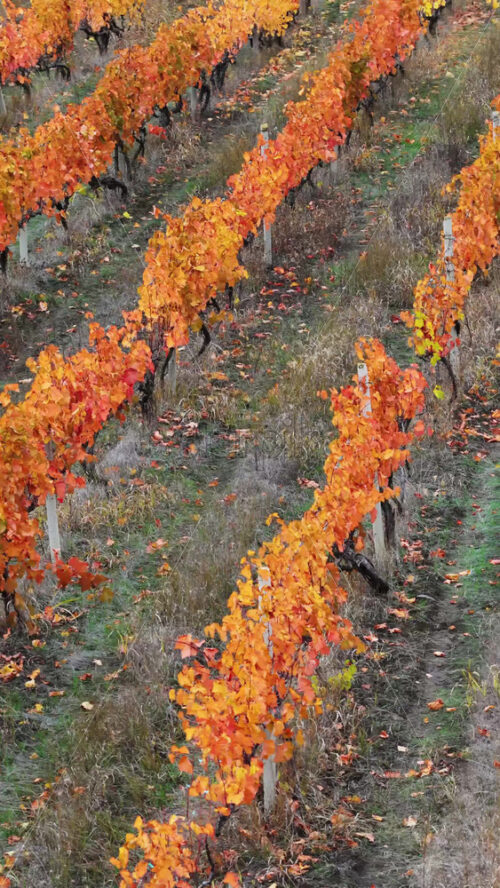Video - Aerial drone view of a colorful vineyard in Moldova during autumn, with rows of vines displaying vibrant yellow, orange, and red leaves. Vertical
