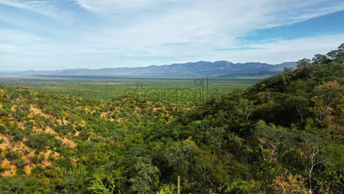 Video - Aerial drone view of a vast desert landscape filled with cacti and shrubs under a clear blue sky in Baja California, Mexico