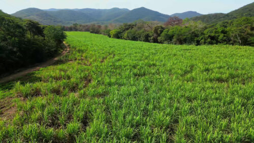 Video - Aerial drone view of vast sugarcane fields surrounded by forest and hills, in tropical Mexico under warm daylight in slow motion