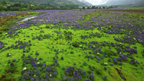 Video - Aerial drone view of a Patagonian valley covered in purple wildflowers