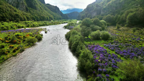 Video - Aerial drone view of a calm river winding through a lush Patagonian valley filled with purple lupine flowers and green vegetation
