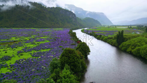 Video - Aerial drone view of a calm river winding through a lush Patagonian valley filled with purple lupine flowers and green vegetation in slow motion