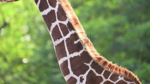 Video – Giraffe displaying its distinctive brown and white spotted fur pattern and texture under natural light - Starpik Stock