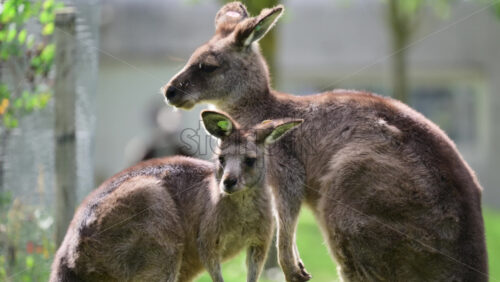 Video – Kangaroo mother with joey nursing on green grass, representing family and wildlife - Starpik Stock