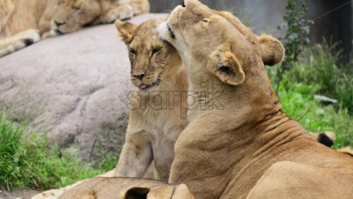 Video – Lion cleaning one of her cubs, exhibiting maternal care and affection within the animal family - Starpik Stock