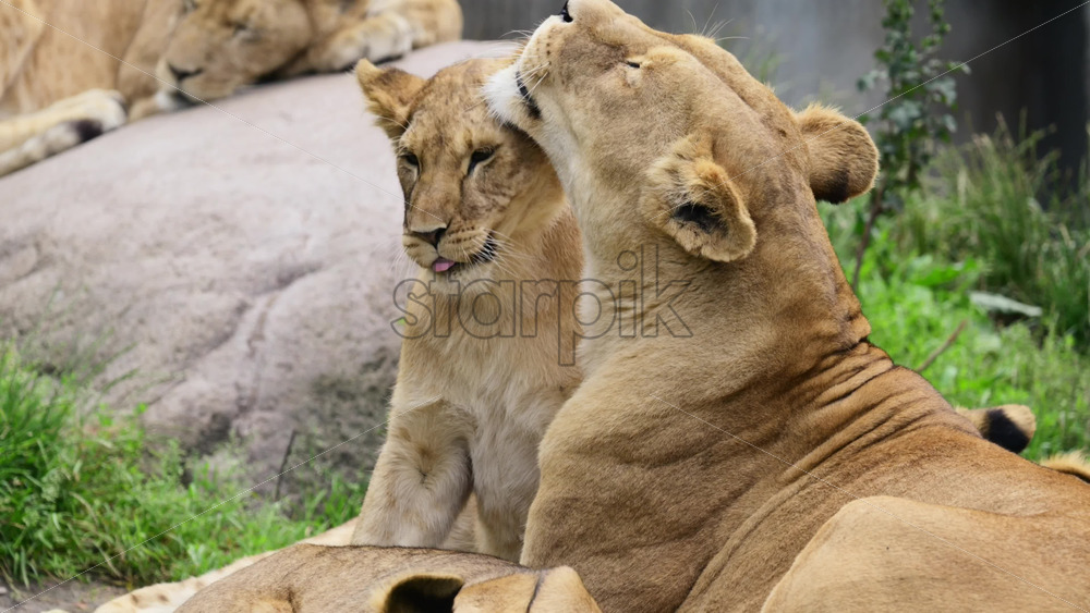 Video – Lion cleaning one of her cubs, exhibiting maternal care and affection within the animal family - Starpik Stock