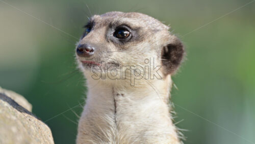 Video – Meerkat observing surroundings, showcasing its alert behavior and natural habitat - Starpik Stock