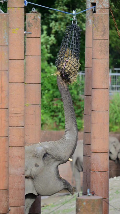 Video - Elephant using its trunk to pull hay from a hanging feeder net for enrichment