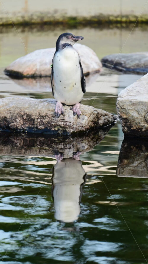 Video - Penguin with black and white plumage standing on a rock with its reflection in water