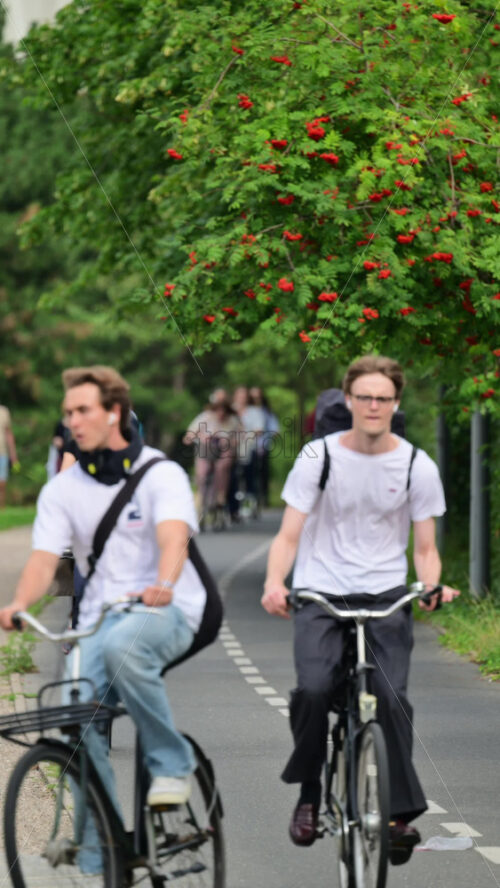 Video - Copenhagen, Denmark - August 7, 2025: Young people bicycling on a dedicated path under green trees with red berries