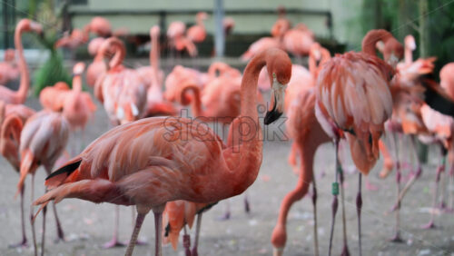 Video - Pink flamingos standing together, representing wildlife, nature, and tropical habitat