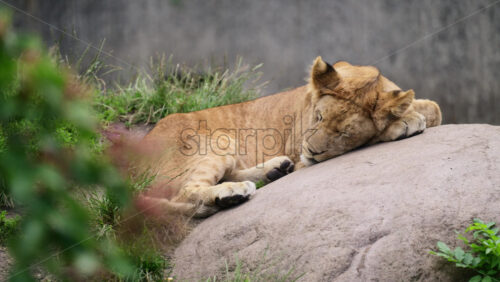 Video - Lion cub resting peacefully on a large rock, surrounded by green foliage